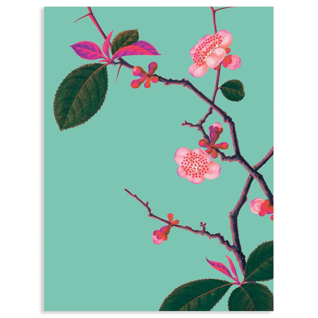 Calypso Cards Inc. - Pyrus Japonica Card-Calypso Cards Inc.-treehaus