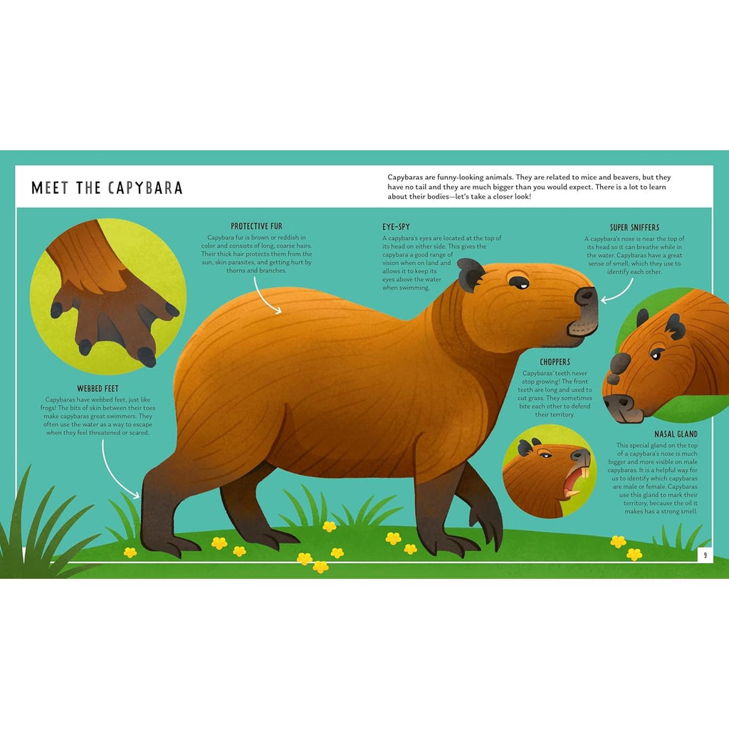 Macmillan - Capybara: Young Zoologist - Hardcover-Macmillan-treehaus
