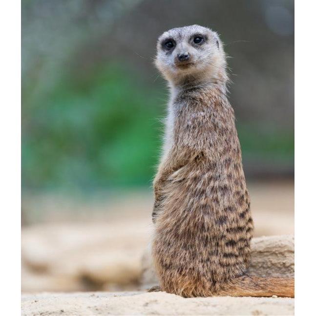 Random House - This Book is Literally Just Pictures of Animals Silently Judging You - Hardcover-Random House-treehaus