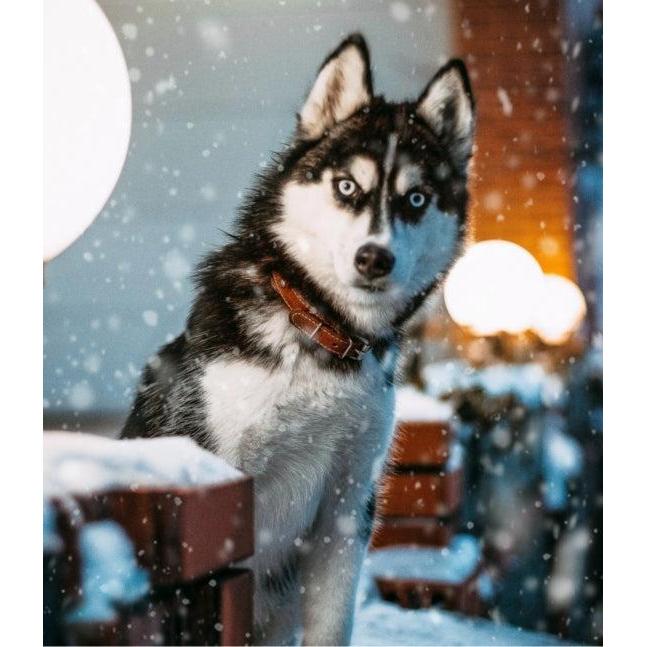 Random House - This Book is Literally Just Pictures of Animals Silently Judging You - Hardcover-Random House-treehaus