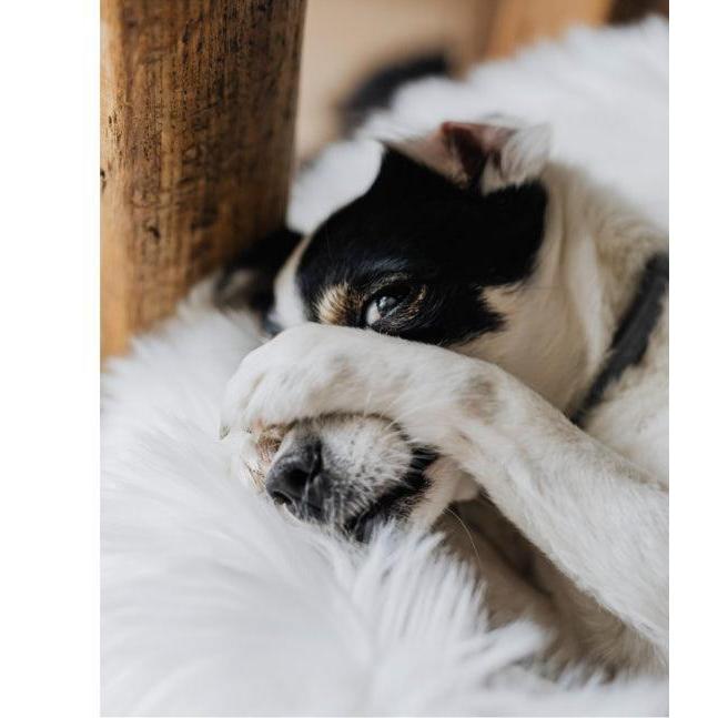 Random House - This Book is Literally Just Pictures of Animals Silently Judging You - Hardcover-Random House-treehaus