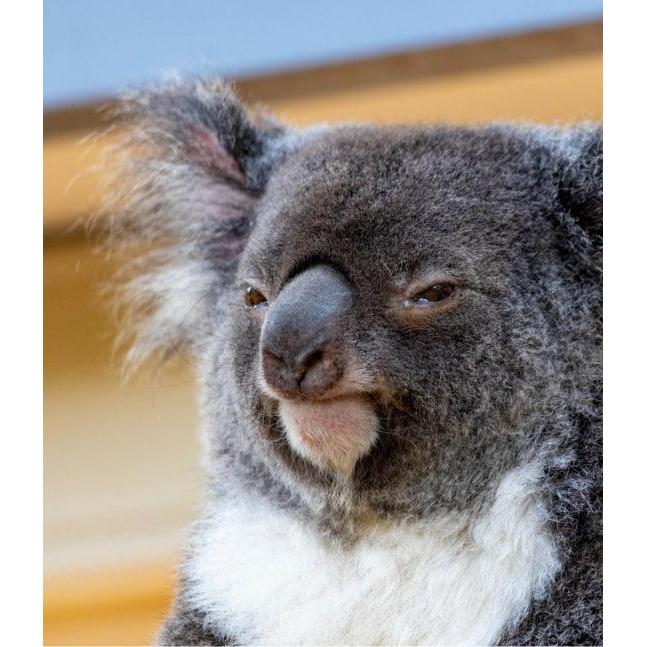 Random House - This Book is Literally Just Pictures of Animals Silently Judging You - Hardcover-Random House-treehaus