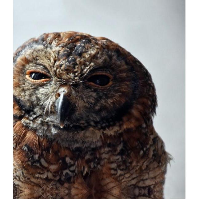 Random House - This Book is Literally Just Pictures of Animals Silently Judging You - Hardcover-Random House-treehaus