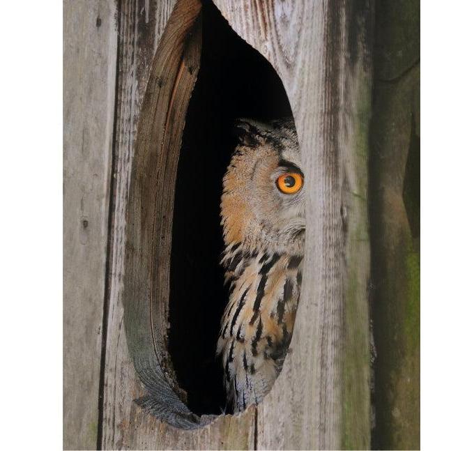 Random House - This Book is Literally Just Pictures of Animals Silently Judging You - Hardcover-Random House-treehaus