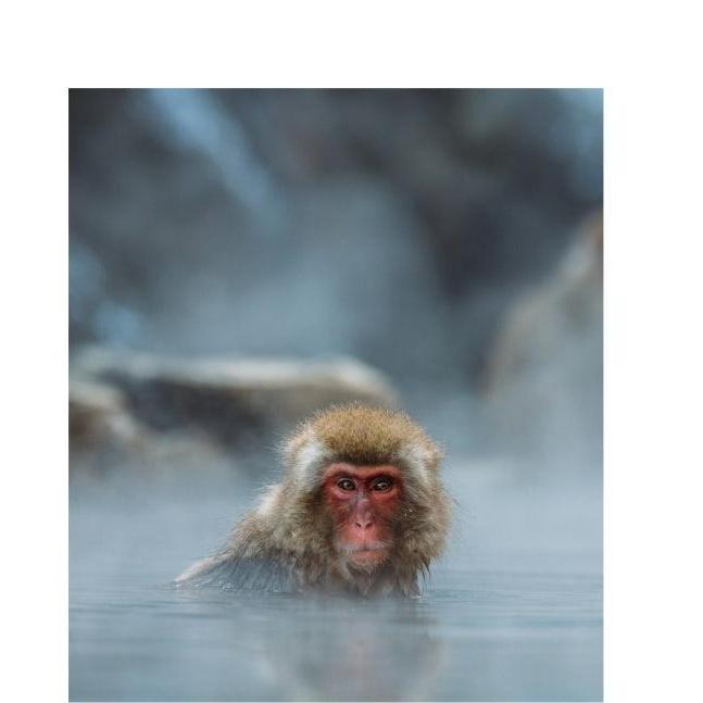 Random House - This Book is Literally Just Pictures of Animals Silently Judging You - Hardcover-Random House-treehaus