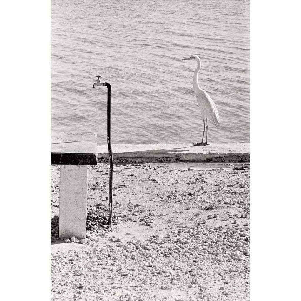 teNeues - Elliot Erwitt – Last Laughs – Hardcover-teNeues-treehaus